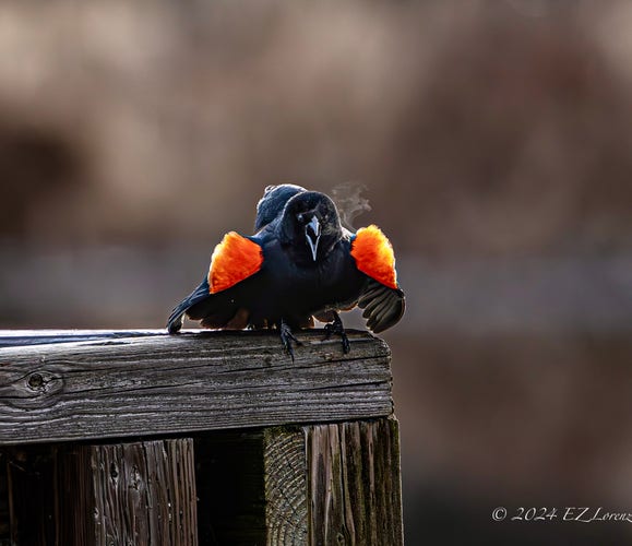 Frontal view of a male Red-winged Blackbird perching on the wooden bar of a boardwalk and calls out, sounding the alarm while his breath is visible in the chilly air. He has nice red shoulder patches in the mating season. 