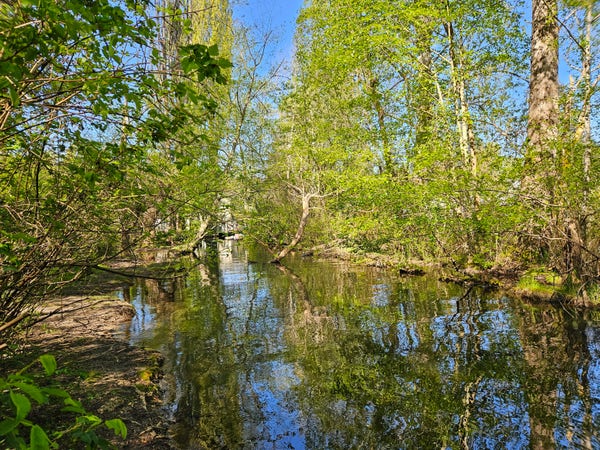 Blue sky and trees with new green foliage reflected in the water of a stream. 