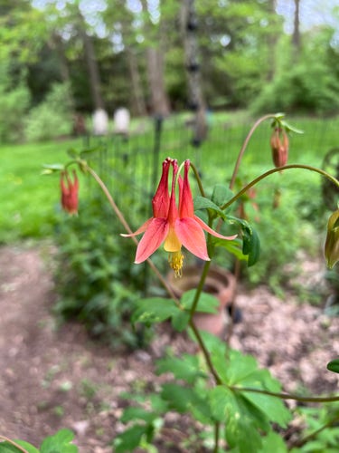 Close up of the salmon-colored columbine flower, native here in my corner of the mitten. 