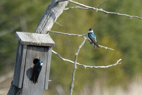 A pair of swallows in a dead cedar tree with a wooden nest box. One of them is clinging to the hole in the box after looking inside, the other is on a branch and looks over her head to take in the view. The background is blurry green.