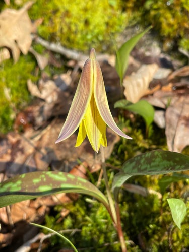 Yellow trout lily with long petals that are bright yellow inside and reddish yellow on the outside. The leaves have a mottled pattern like the sides of trout. 