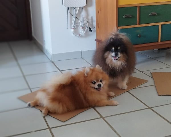 An orange Pomeranian named Zap and a black and tan Pomeranian named Guida on top of the new cardboard.