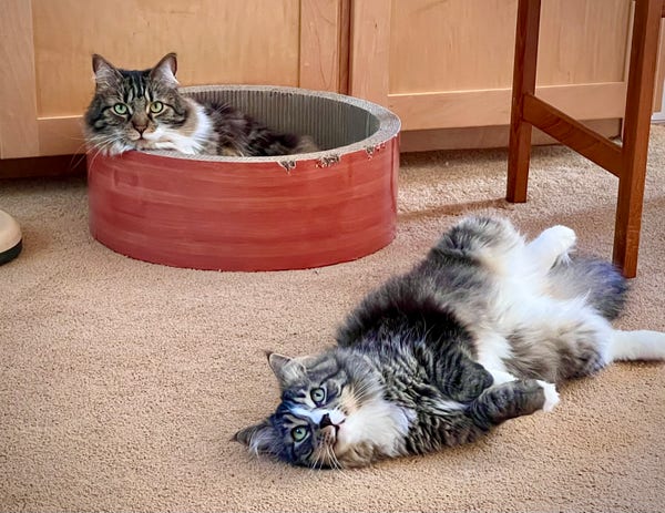 Two long-haired tan and black tabby cats, one laying in a circular cardboard cat lounger, the other laying on his side on the carpet