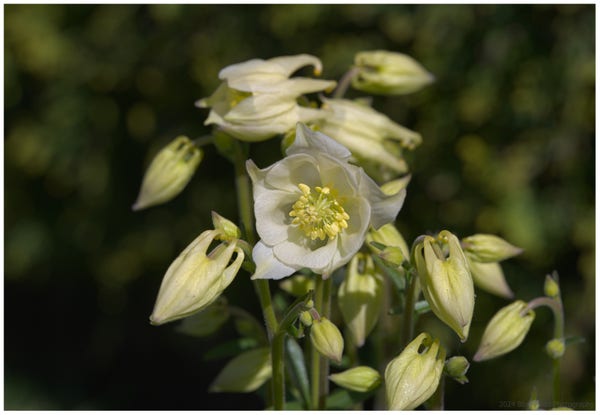 Flowers and buds from White Columbine. It has white, trumpet like petals and vibrant yellow pollen sacs.