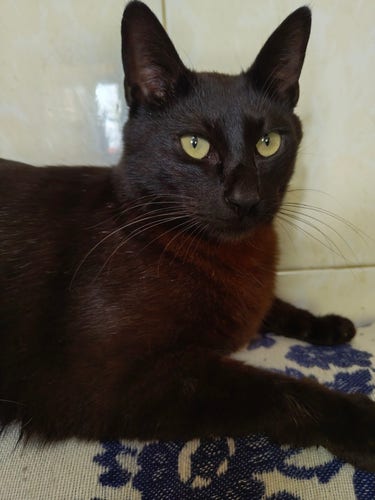 Gato preto em cima de um sofá.