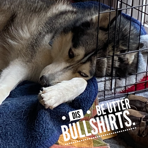 A husky lies curled up in his cage, looking dejected. Text reads: "Dis be utter bullshirts."