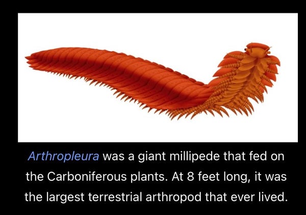 A Wikipedia screenshot. Text reads “Arthropleura was a giant millipede that fed on the Carboniferous plants. At 8 feet long, it was the largest terrestrial arthropod that ever lived.” Picture is a giant orange millipede which is an artist’s rendition because WHO WOULD STOP AND TAKE A PICTURE OF THAT (also it’s extinct I guess)