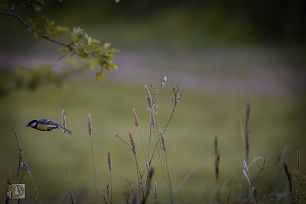 a great tit flying out of shot