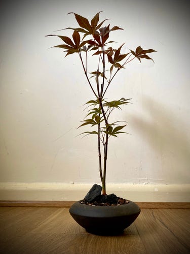 A small young maple (acer palmatum purpureum) in a round black unglazed pot. Sitting on a wooden floor, white wall in the background. Illumination: sunny warm daylight