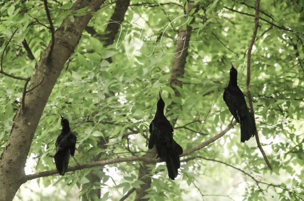 This is a photo of three black grackle birds lined up on a tree branch.