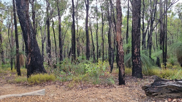 Looking through a dense young jarrah forest on a declining slope