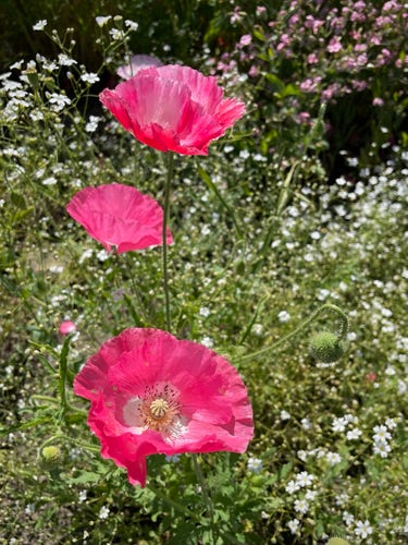 This is a photo of pink poppy flowers.
Bathed in the strong sun, their petals are translucent and thin, like a double layer of organdy.
There are three poppies in bloom in the photo.
Their buds are covered with many thorns and hang heavily from their heads. The background is blurred with many white and pink baby's breath flowers.