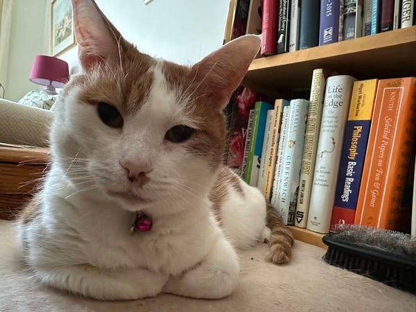 A ginger and white cat stares down the camera lens, with his arms folded in front of a bookshelf. 