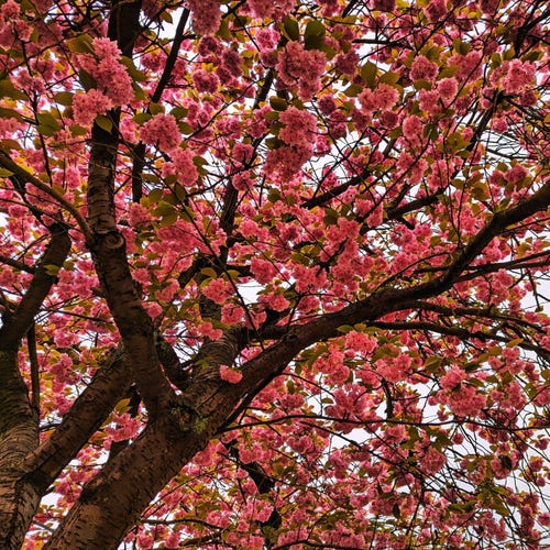 A cherry tree full of blossoms 🌸🌸🌸 in Manchester UK.
