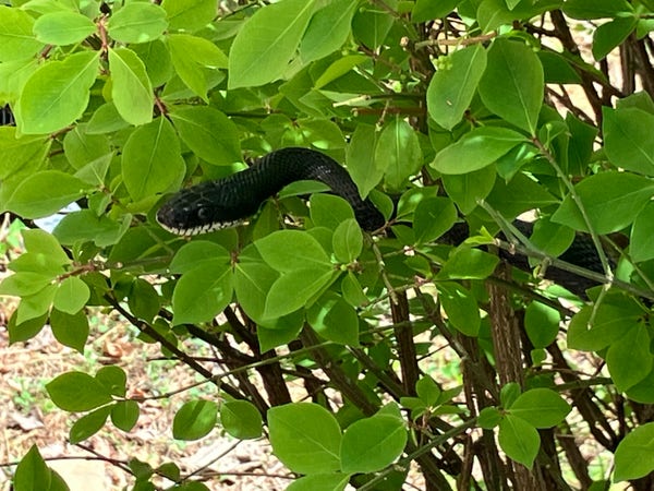 A black snake, with white under its jaw, peeking through green leaves in a bush.