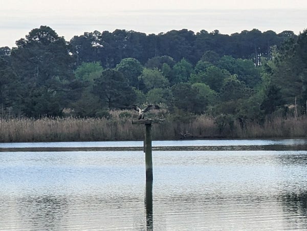 Photo of a hack tower in the middle of Harris Creek, with a pair of Osprey fish hawks engaged in the time-honored springtime activity of making more Ospreys.