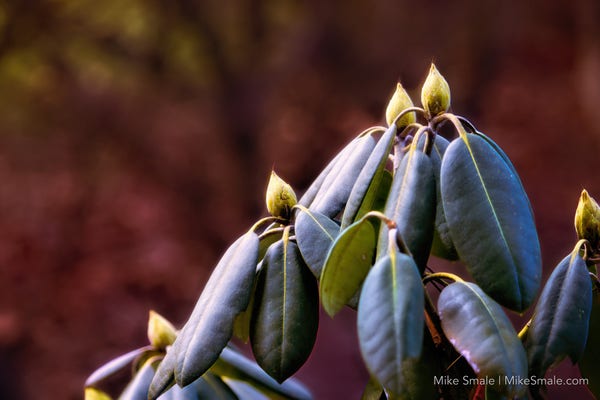 A rhododendron in December with buds glowing as they await the coming of the spring.