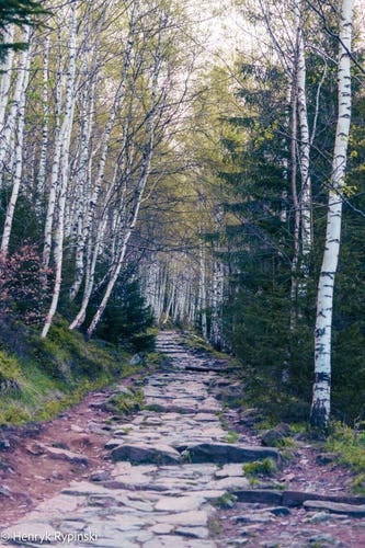 Stone paved path with birch trees on sides