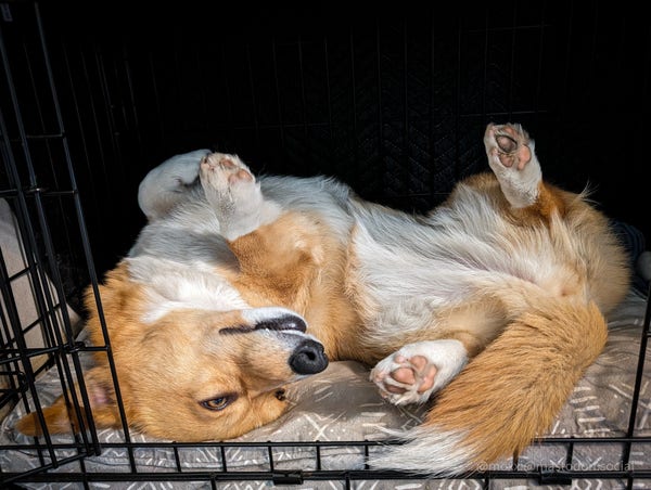 moxxi the corgi is sleeping on her back inside of her crate. the crate is partially covered with black fabric.