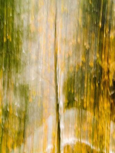 Golden Falls 

This is an abstract image of a Dogwood tree in Yosemite Valley.
I captured this image after an early season snowfall blanketed Yosemite Valley. 
The dogwood tree sits center of the image. The leaves have all died off but many still clung to the tree.
The ground is covered in snow in the background with a couple of cedars growing on the left and right framing the dogwood.
Using intentional camera movement i gave this image a vertical effect of motion.