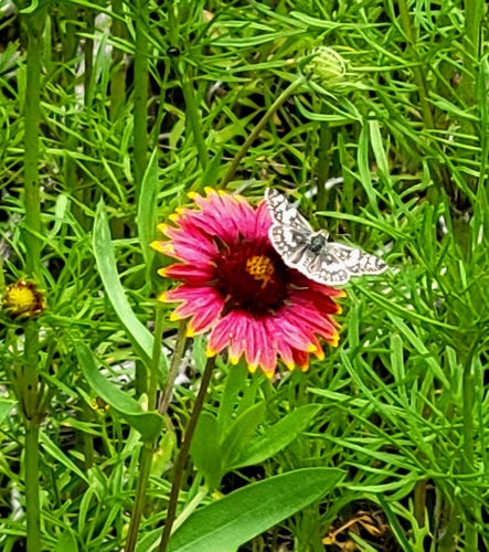 A white butterfly with black and brown patterns sitting on a red flower. The flower is surrounded by lush green vegetation.