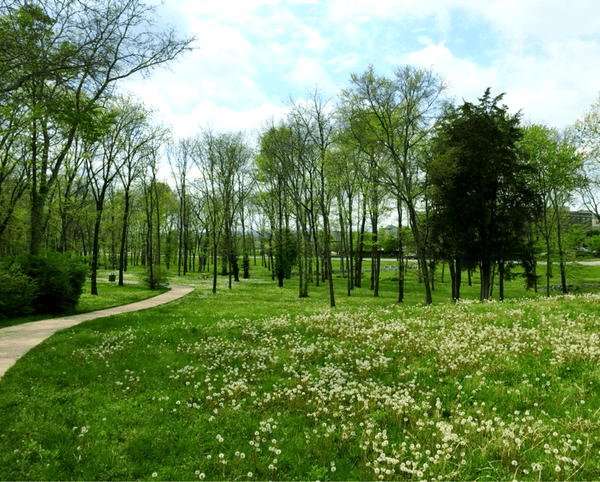 A grassy meadow spotted with dandelions. A paved walking trail or greenway winds its way into the distance on the left side of the image. The sky is mostly blue with a few clouds here and there.