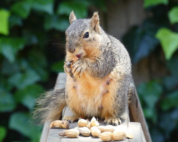 A very full figured preggo fox squirrel sits on a sawhorse with a pile of peanuts at her feet happily munching away, teats very obvious on her fluffy tummy. Out of focus green Ivy frames her on either side.
