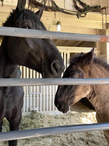 Large black heavy horse mare in pen with itchy foal standing next to her.