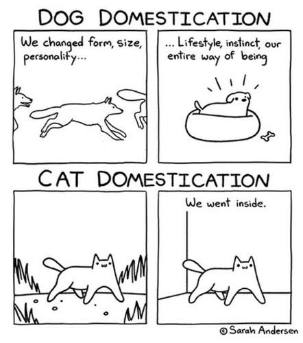 Four panel black and white illustrated column by Sarah Andersen.

Under the heading, Dog Domestication, panel 1 shows wolf running as part of pack labeled "We changed form, size, personality..." and panel 2 shows a small dog in a round doggie bed with a tiny bone beside it labeled "...Lifestyle, instinct, our entire way of being"

Under the heading, Cat Domestication, panel 3 shows cat posed defiantly with all four legs splayed outward, standing in a clearing of a grassy field, no label. Panel 4 is same cat, same stance, in a corner of a room, labeled "We went inside."