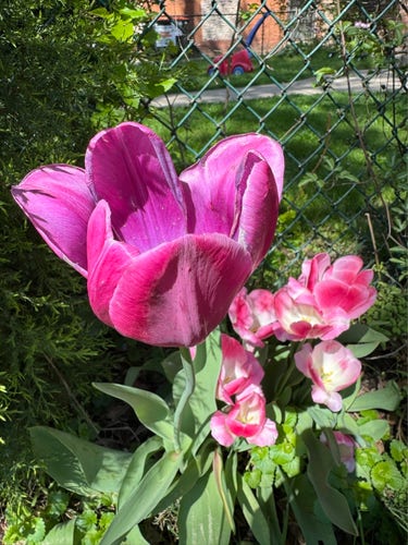 A close-up of a large purple tulip in the foreground with a group of pink tulips lower down, set against a background of green foliage and a chain-link fence.