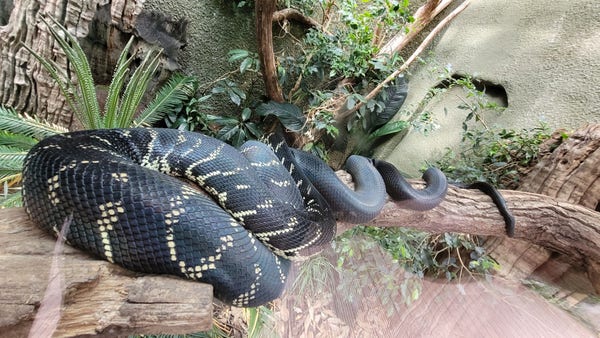 A Boelen's python at Chester zoo, resting on a branch.