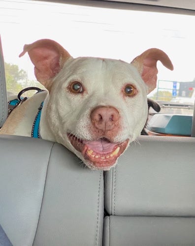 A photograph of a red-nosed pit bull terrier looking straight at the camera from over the back of a car seat. His ears are perked up, and his mouth is slightly open, making him appear to be smiling.