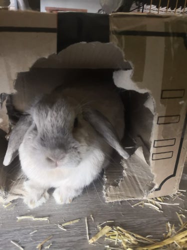 A white rabbit lying in a heavily chewed cardboard box. She is facing towards the camera and has light grey floppy ears