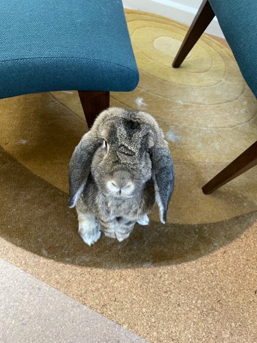Matilda the bunny standing on her hind legs looking up at the camera, begging for treats
