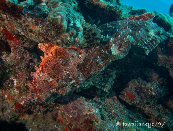 A well-camouflaged fish resting almost upside down. Its head is at left. 