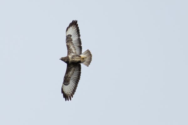 A photo of a Common Buzzard with its wings fully extended gliding in the air. 