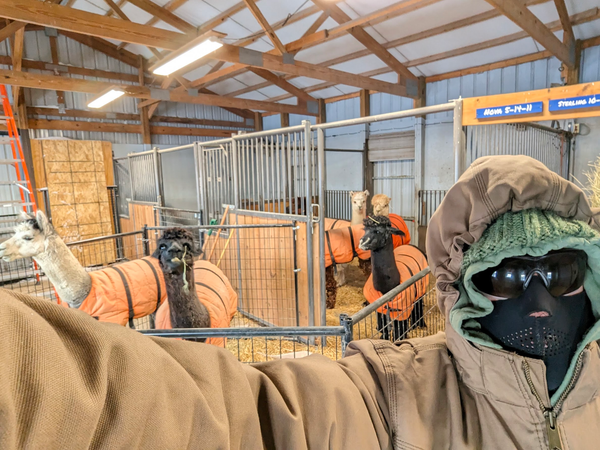 A selfie taken inside a barn. The person's face is obscured by a neoprene facemask and dark ballistic glasses. Surrounding his face is a hoodie, on top of which is a knit hat, and a Carhartt coat with the hood pulled up. Clearly someone trying to stay warm. Behind him are alpacas wearing orange coats in an their barn stalls and an extended enclosure attached to one of the stalls. The doors to the outside are closed tight. One of the alpacas has a piece of hay hanging from his mouth and appears to be mugging a smile, but really he's just mid-chew.
