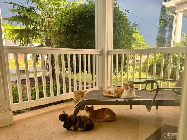 Four stray cats are hanging out on a porch after a severe storm just passed. The sky in the background is still very dark. 
