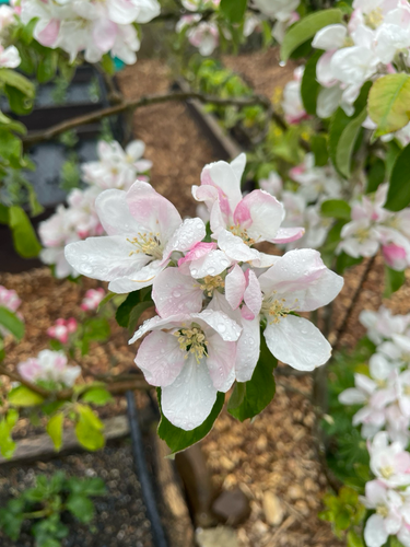 Granny Smith apple blossom 