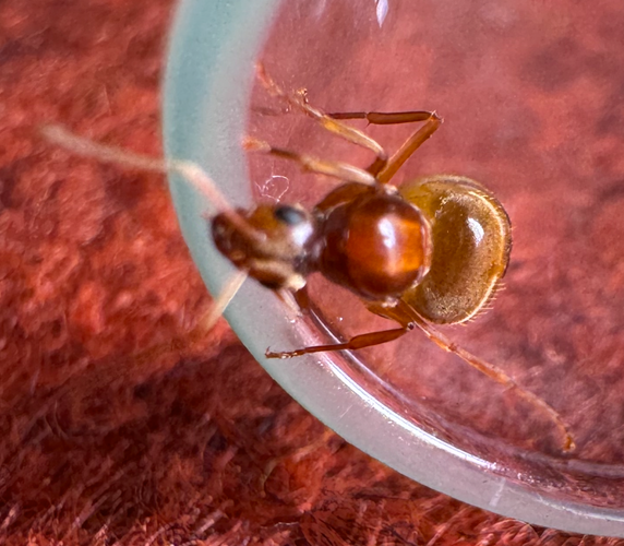 A golden brown queen ant peers over the edge of a glass test tube. Her gaster is covered in fine golden hairs and her eyes are black. 