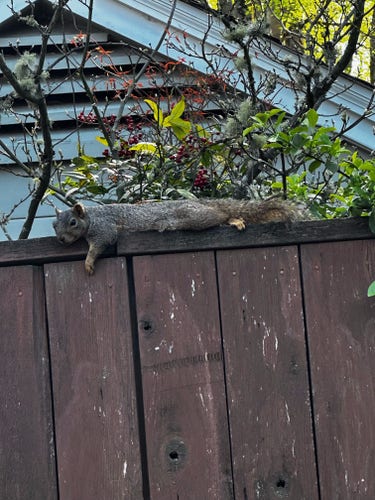 Squirrels taking it easy in Eugene, Oregon...

[Image credit: Susie Meyer]

#squirrels 