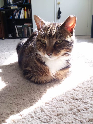 Ginza is a fine looking cat loaf baking herself in the early afternoon sunshine coming in through the windows.