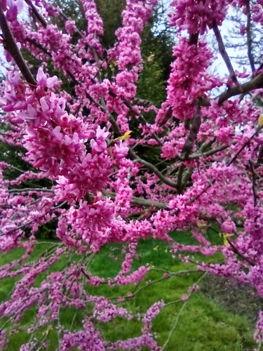 Photo:  Close-up of the blossoms covering several branches of a redbud. They are deep pink fuchsia. A dark conifer is behind. There is also some gray sky peeking through.