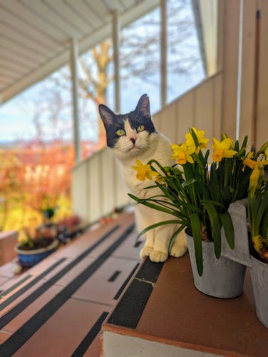 A black and white cat sitting on a tiled staircase, together with a bundle of yellow Daffodils in a pot