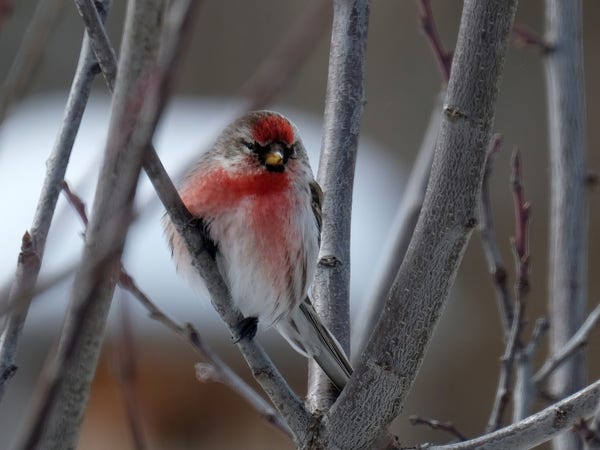 A small brown bird with a white belly, raspberry red breast and cap. It is resting on a branch of a tree, all fluffed up, and looking into the camera. 
Around the bird are more branches, behind it it looks grey with a patch of snow contrasting the bird..