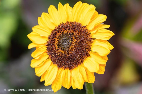 A vibrant sunflower with bright yellow petals and a dark brown center stands out against a blurred background.