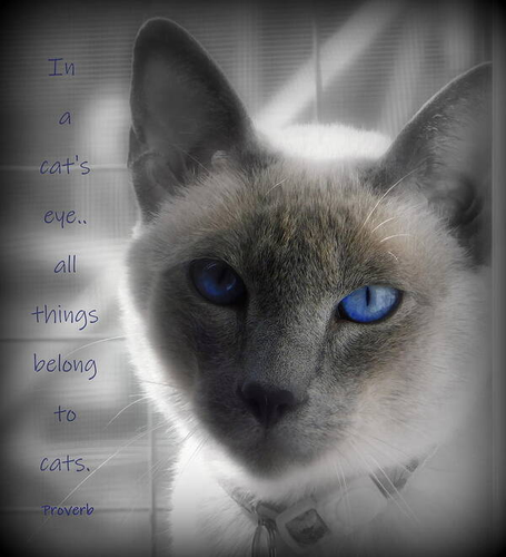 "In a cat's eye, all things belong to cats" - Proverb
.
The mesmerizing eyes of a Siamese cat are even more hypnotic with the use of selective color or black and white