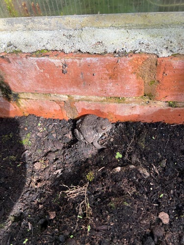 A very dark, well camouflaged toad against dark brown dirt next to some red bricks that are the base to a greenhouse. 