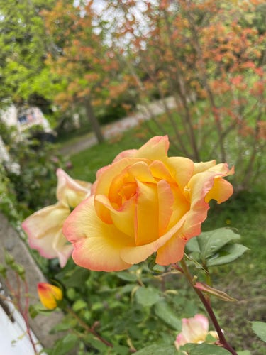 Une rose jaune légèrement liserée de rose 