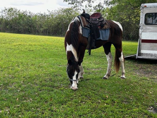 A saddled white and brown horse eats grass near a trailer